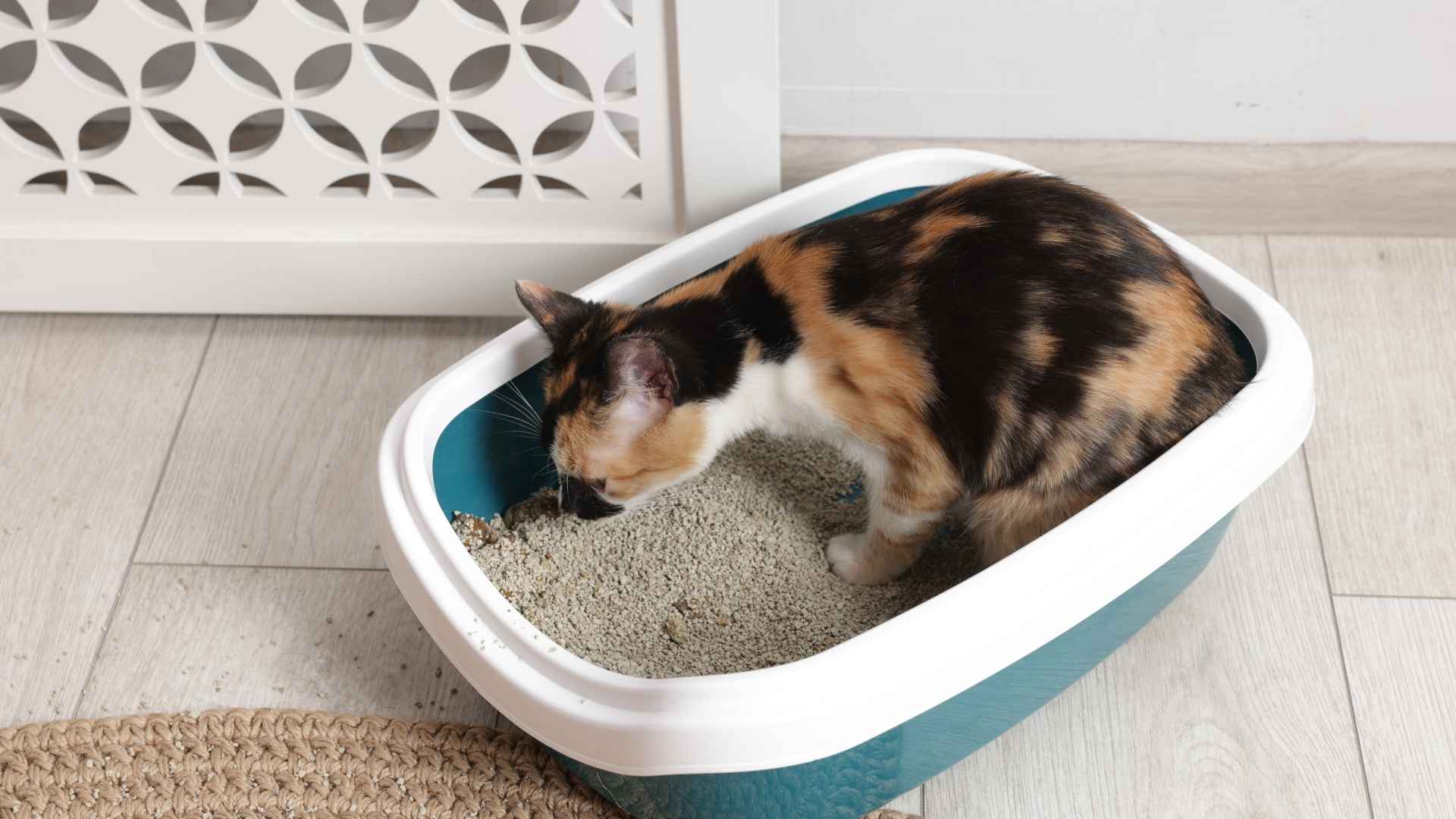 /gata oliendo arena en arenero